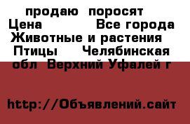 продаю  поросят  › Цена ­ 1 000 - Все города Животные и растения » Птицы   . Челябинская обл.,Верхний Уфалей г.